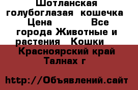 Шотланская голубоглазая  кошечка › Цена ­ 5 000 - Все города Животные и растения » Кошки   . Красноярский край,Талнах г.